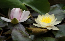 摜1